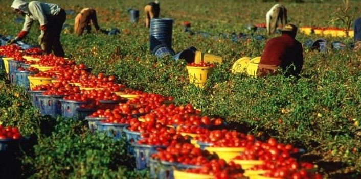 Immigrati raccolgono pomodori nelle campagne di Villa Literno, in provincia di Caserta.