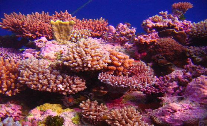 coralli dei caraibi2