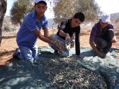 palestina olive bambini