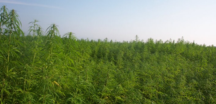 Una coltivazione industriale di Marijuana: lo stato americano del Colorado ha legalizzato da poco più di un anno l'uso ludico della Canapa Indiana, il mercato è in crescita, gli shop sono affollati ma i prezzi crollano