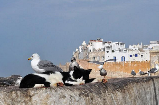Essaouira-545b