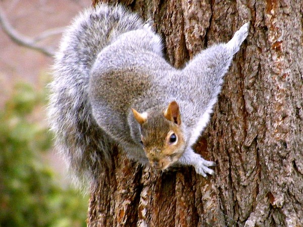 gray-squirrel_sciurus_carolinensis-3