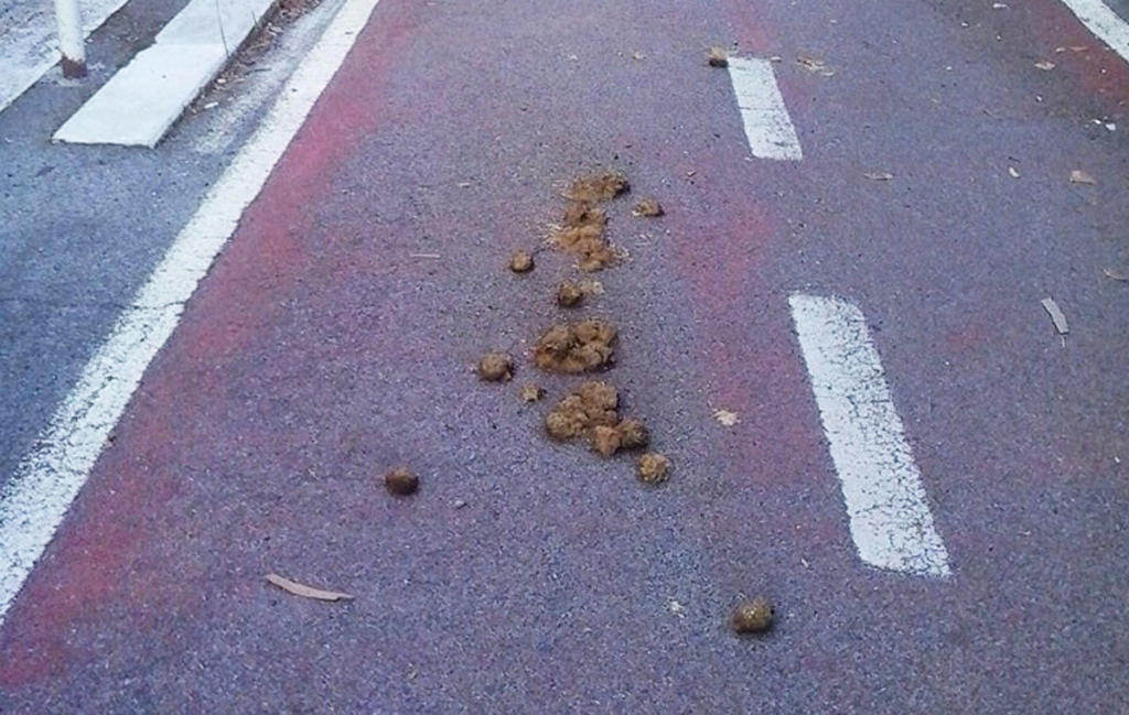 ciclabile-cacca-roma-1024x649