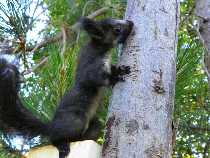 scoiattolo-sciurus-vulgaris-meridionalis