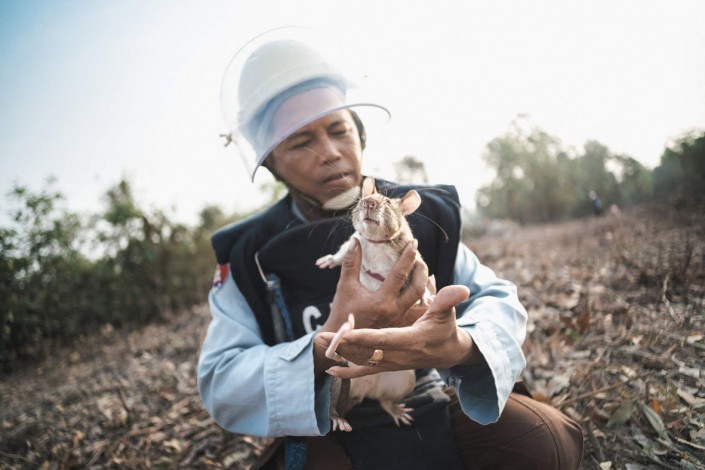 A rat in deminer's arms before starting to work on minefield. ©-Simon-Guillemin_-Festival-della-Fotografia-Etica